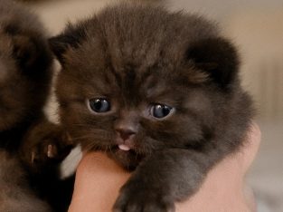 A legldesebb csokoládé fiú, Dexter