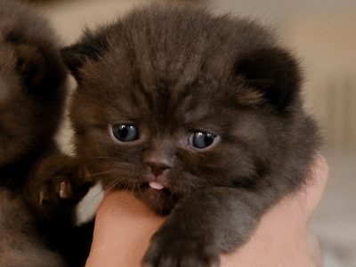 A legldesebb csokoládé fiú, Dexter