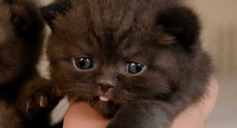 A legldesebb csokoládé fiú, Dexter