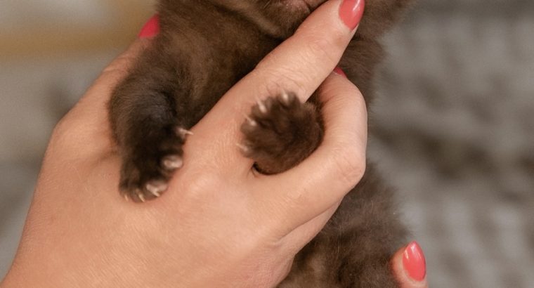 A legldesebb csokoládé fiú, Dexter