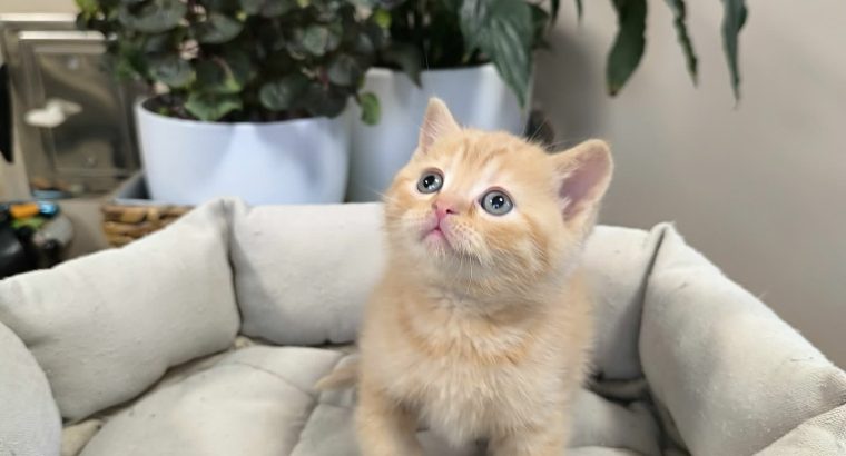 Májustól repülhetem hozzád