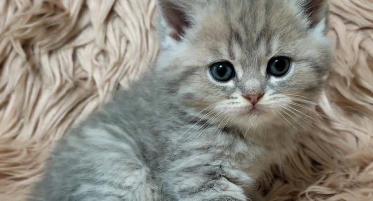 Tündéri brit kisfiú