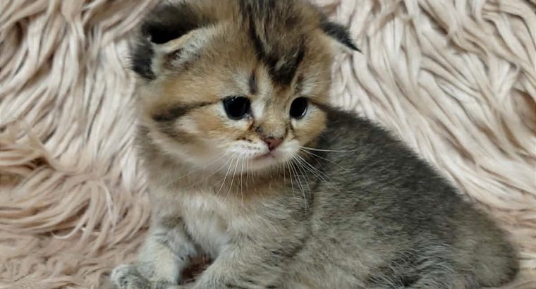 Szépséges skót lógó fülű kislány