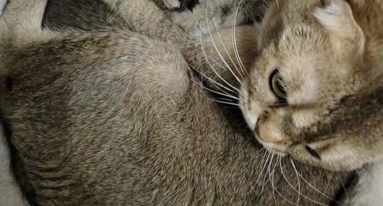 Szépséges skót lógó fülű kislány