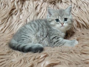 Tündéri brit kisfiú