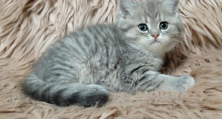 Tündéri brit kisfiú