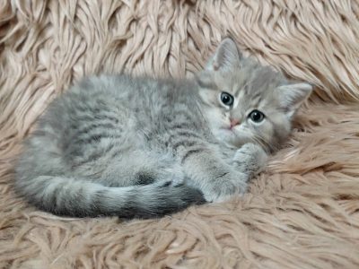 Tündéri brit kisfiú