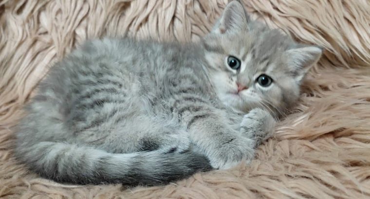 Tündéri brit kisfiú