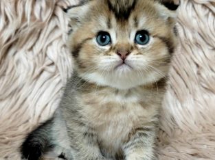 Szépséges skót lógó fülű kislány