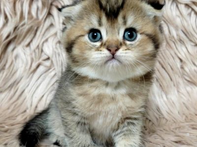 Szépséges skót lógó fülű kislány