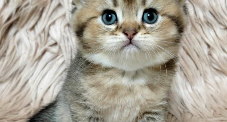 Szépséges skót lógó fülű kislány