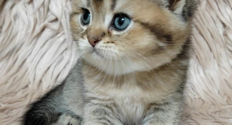 Szépséges skót lógó fülű kislány