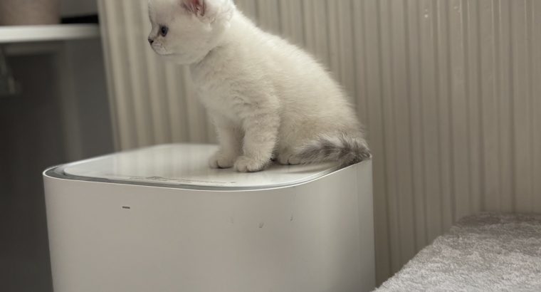 Csodálatos, elbűvölő kiscicánk