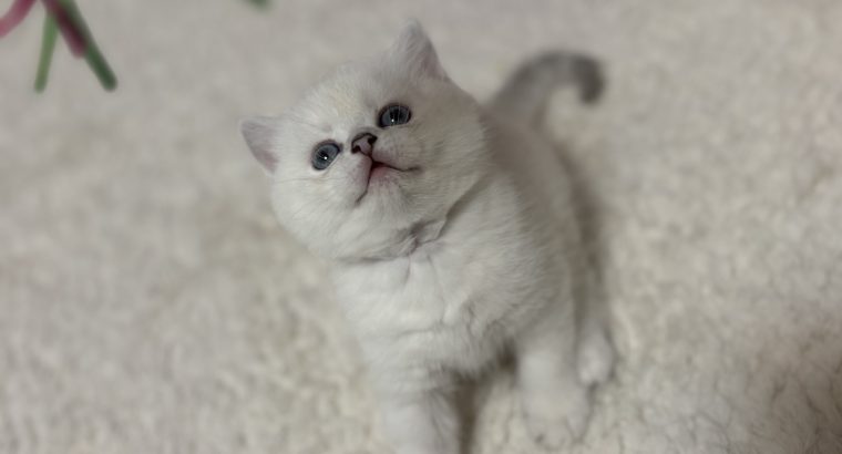 Csodálatos, elbűvölő kiscicánk