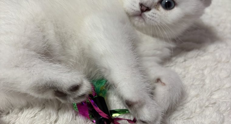 Csodálatos, elbűvölő kiscicánk