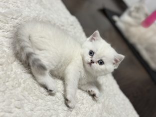 Csodálatos, elbűvölő kiscicánk