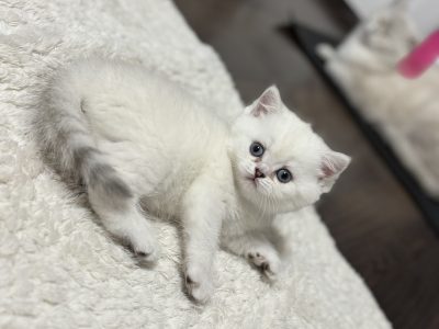 Csodálatos, elbűvölő kiscicánk