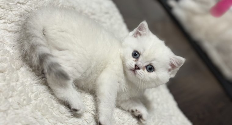 Csodálatos, elbűvölő kiscicánk