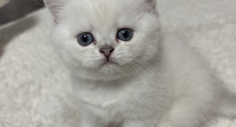 Csodálatos, elbűvölő kiscicánk