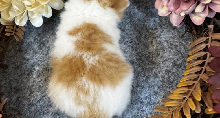 Vörös fehér kandúr