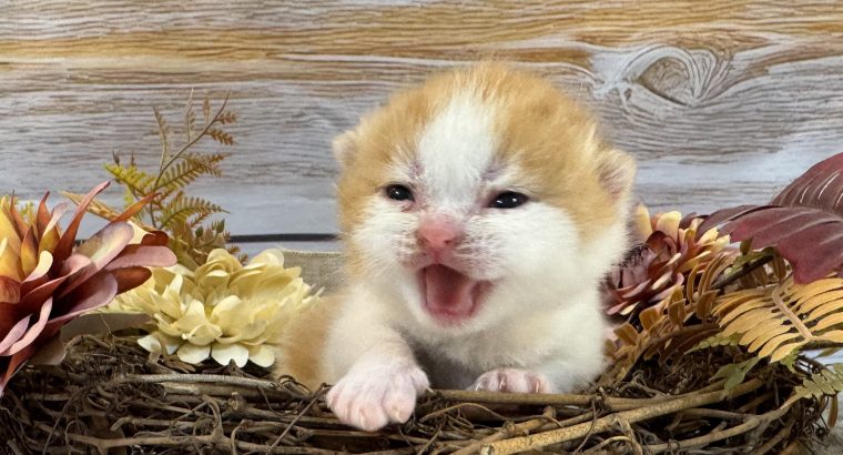 Vörös fehér kandúr