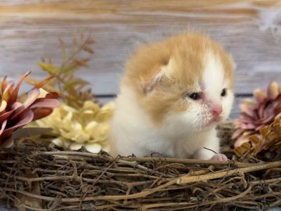 Vörös fehér kandúr