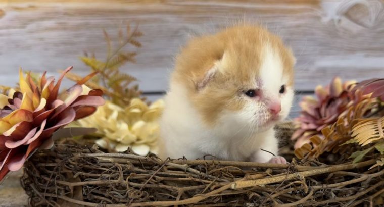 Vörös fehér kandúr