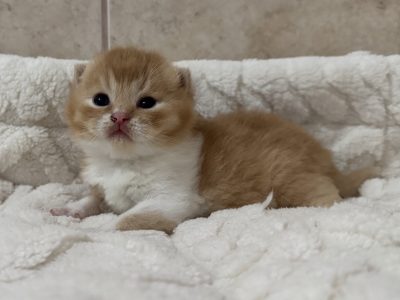 Vörös bicolour kandúr