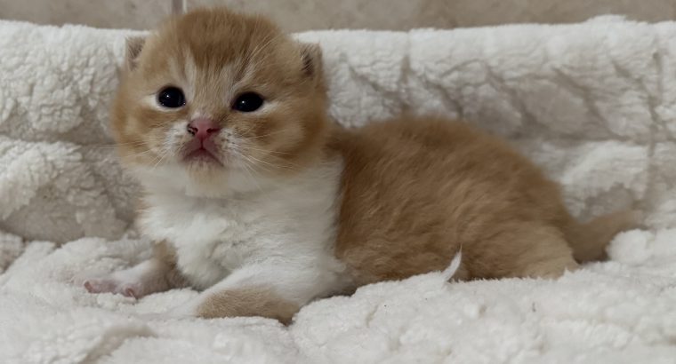 Vörös bicolour kandúr