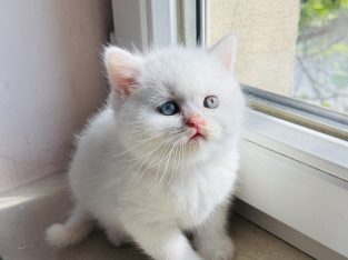 Hófehér odd eyed kandúr