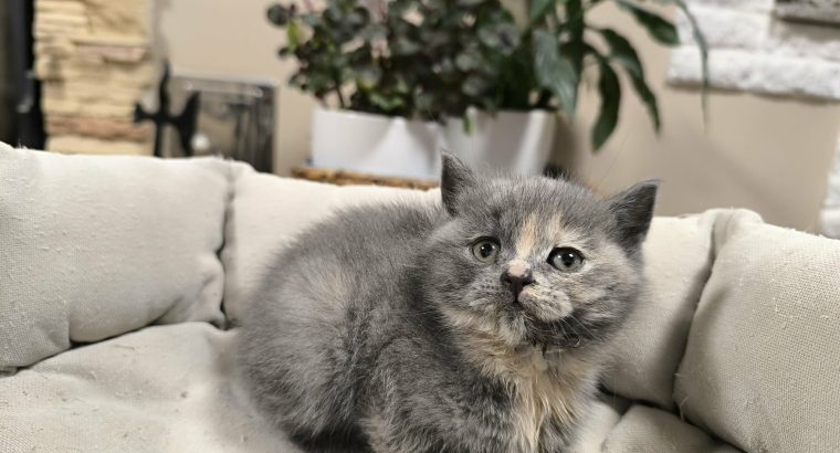 Májustól költözhetem