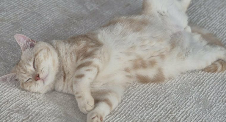 Krém-Ezüst tabby fiúcska