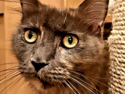 Teny. kivont anyacica jelképes áron