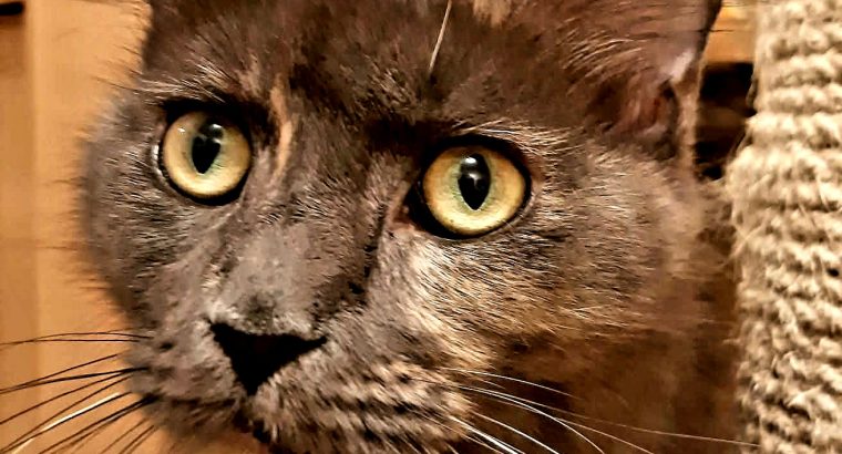 Teny. kivont anyacica jelképes áron