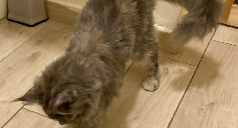 Teny. kivont anyacica jelképes áron