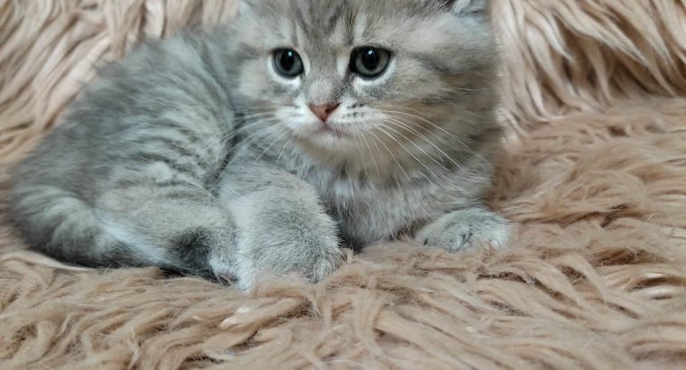 Tündéri brit kisfiú