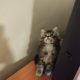 Dodi kandúrka