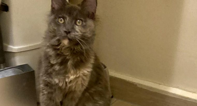 Teny. kivont anyacica jelképes áron