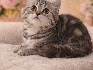 Brit kék ezüst tabby lány cica