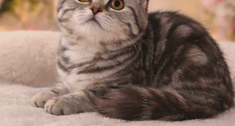 Brit kék ezüst tabby lány cica