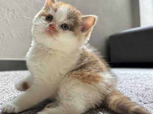 Cinnamon tortie bicolour