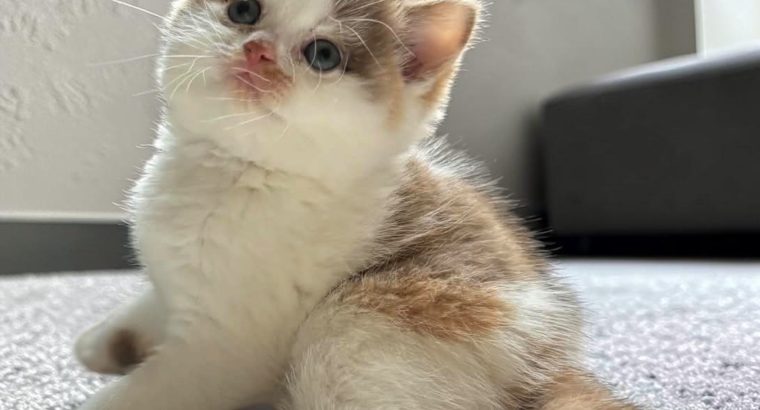 Cinnamon tortie bicolour