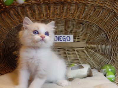 San-Diego” Ragdoll Boy!😍😍💖💖💖💖