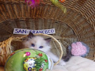 „San-Francisco” Ragdoll Boy! 🥰🥰💖