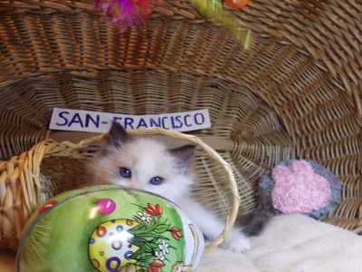 „San-Francisco” Ragdoll Boy! 🥰🥰💖