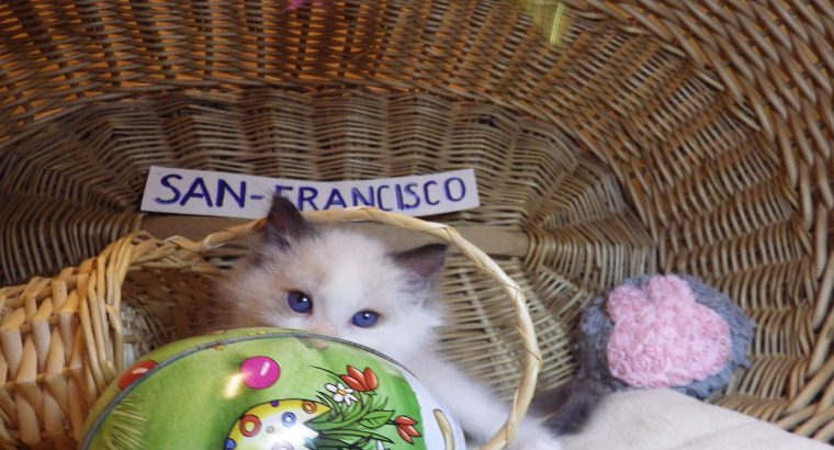 „San-Francisco” Ragdoll Boy! 🥰🥰💖