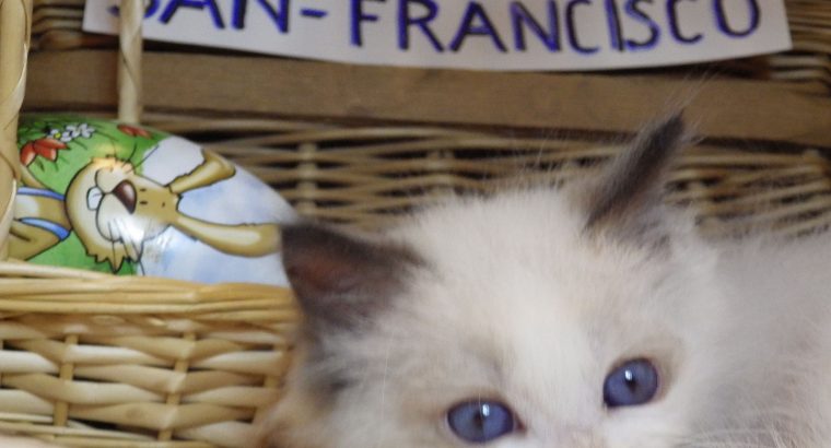 „San-Francisco” Ragdoll Boy! 🥰🥰💖