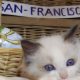 „San-Francisco” Ragdoll Boy! 🥰🥰💖
