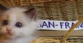 „San-Francisco” Ragdoll Boy! 🥰🥰💖