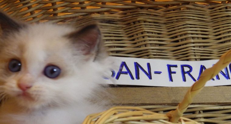 „San-Francisco” Ragdoll Boy! 🥰🥰💖